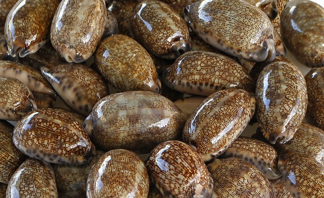 Other type of cowrie.